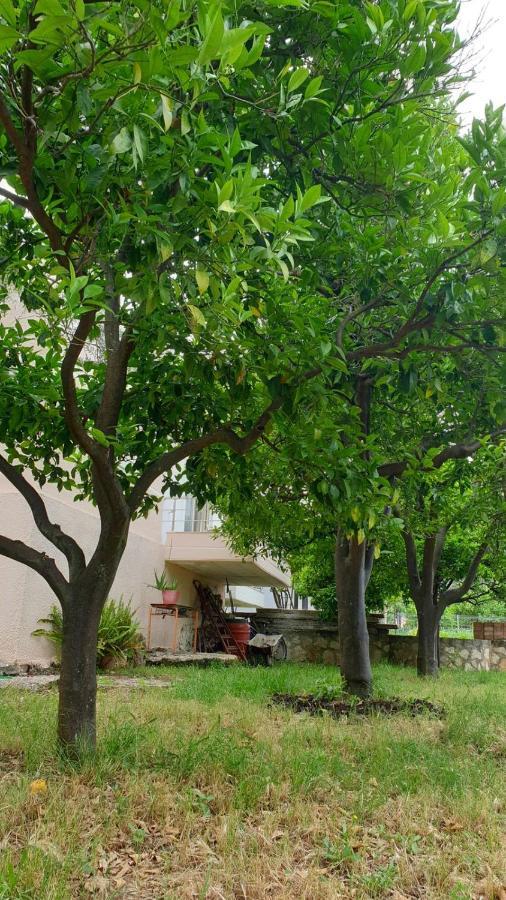 Vila Noga Borsh Exterior photo